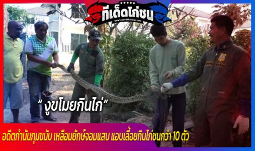 อดีตกำนันกุมขมับ เหลือมยักษ์จอมแสบ แอบเลี้อยกินไก่ชนพันธุ์พม่าสายลมกว่า 10 ตัว  อดีตกำนันกุมขมับ เหลือมยักษ์จอมแสบ แอบเลี้อยกินไก่ชนพันธุ์พม่าสายลมกว่า 10 ตัว