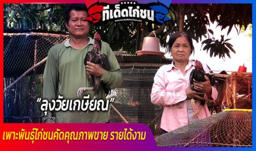 ลุงวัยเกษียณเพาะพันธุ์ไก่ชนคัดคุณภาพขาย รายได้งาม ลุงวัยเกษียณเพาะพันธุ์ไก่ชนคัดคุณภาพขาย รายได้งาม