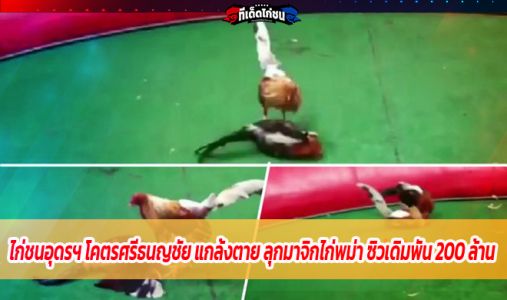 ไก่ชนอุดรฯ โคตรศรีธนญชัย แกล้งตาย ลุกมาจิกไก่พม่า ซิวเดิมพัน 200 ล้าน  ไก่ชนอุดรฯ โคตรศรีธนญชัย แกล้งตาย ลุกมาจิกไก่พม่า ซิวเดิมพัน 200 ล้าน