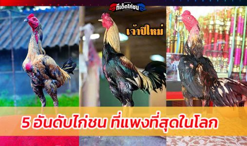 5 อันดับไก่ชน ที่แพงที่สุดในโลก  5 อันดับไก่ชน ที่แพงที่สุดในโลก