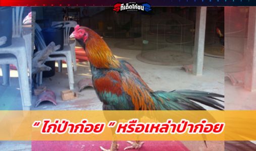 “ ป่าก๋อยลำพูน ” “ ป่าก๋อยลำพูน ”