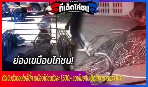 ตัวเงินตัวทองไซส์บิ๊ก เขมือบไก่ชนตัวละ 1,500.- แฉขโมยกินเป็ดไก่มานานกว่า 10 ปี ตัวเงินตัวทองไซส์บิ๊ก เขมือบไก่ชนตัวละ 1,500.- แฉขโมยกินเป็ดไก่มานานกว่า 10 ปี