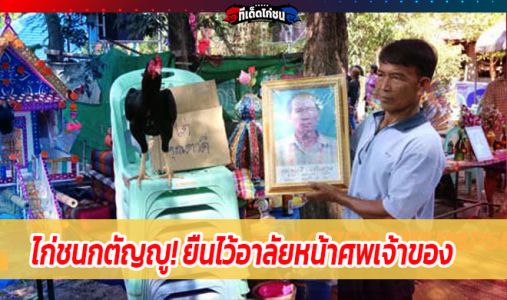 ไก่ชนกตัญญู! ยืนไว้อาลัยหน้าศพเจ้าของ  มีความผูกพันระหว่างไก่ชนกับเจ้าของ  ไก่ชนกตัญญู! ยืนไว้อาลัยหน้าศพเจ้าของ  มีความผูกพันระหว่างไก่ชนกับเจ้าของ