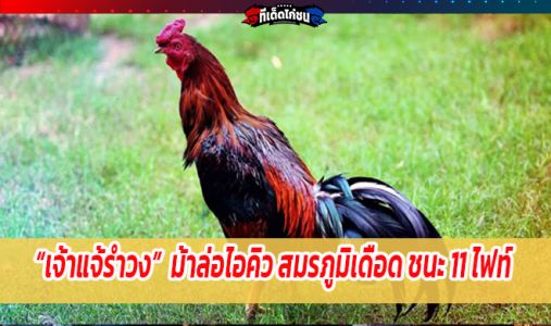 เจ้าแจ้รำวง ม้าล่อไอคิว สมรภูมิเดือด ชนะ 11 ไฟท์ เจ้าแจ้รำวง ม้าล่อไอคิว สมรภูมิเดือด ชนะ 11 ไฟท์