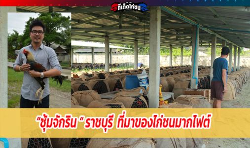 ซุ้มจักรินฟาร์ม ไก่เงินล้าน พัฒนาหลากสายพันธุ์เพื่อการเป็นนักสู้ฝีมือดีที่สุด ซุ้มจักรินฟาร์ม ไก่เงินล้าน พัฒนาหลากสายพันธุ์เพื่อการเป็นนักสู้ฝีมือดีที่สุด