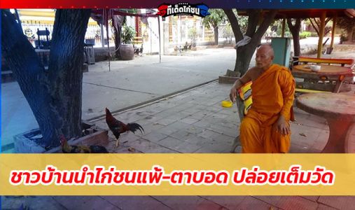 เจ้าอาวาสโอด! ชาวบ้านนำไก่ชนแพ้-ตาบอด ปล่อยเต็มวัด สร้างภาระให้พระ เจ้าอาวาสโอด! ชาวบ้านนำไก่ชนแพ้-ตาบอด ปล่อยเต็มวัด สร้างภาระให้พระ