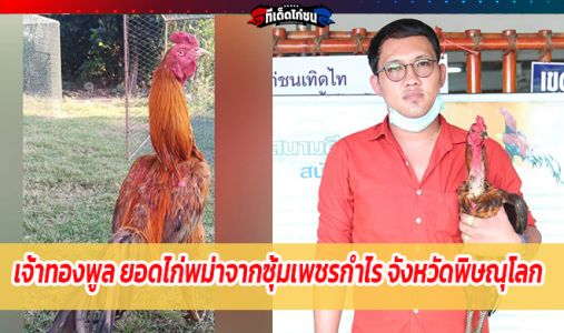 เจ้าทองพูล ยอดไก่พม่าจากซุ้มเพชรกำไร จังหวัดพิษณุโลก เจ้าทองพูล ยอดไก่พม่าจากซุ้มเพชรกำไร จังหวัดพิษณุโลก