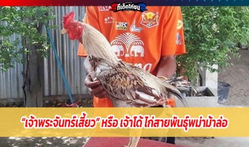 เจ้าพระจันทร์เสี้ยว หรือ เจ้าโด้ ประวัติเป็นไก่สายพันธุ์พม่าม้าล่อ เพาะโดยพี่ไหน เจ้าพระจันทร์เสี้ยว หรือ เจ้าโด้ ประวัติเป็นไก่สายพันธุ์พม่าม้าล่อ เพาะโดยพี่ไหน