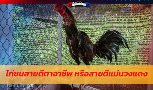 ไก่ชนสายตีตาอาชีพ หรือสายตีแม่นวงแดง ไก่ชนสายตีตาอาชีพ หรือสายตีแม่นวงแดง