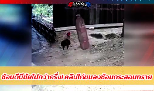 ซ้อมดีมีชัยไปกว่าครึ่ง! คลิปไก่ชนลงซ้อมกระสอบทราย ซ้อมดีมีชัยไปกว่าครึ่ง! คลิปไก่ชนลงซ้อมกระสอบทราย