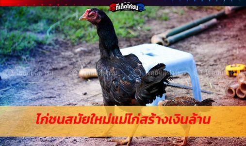 แม่ไก่สร้างเงินล้าน แม่ไก่สร้างเงินล้าน