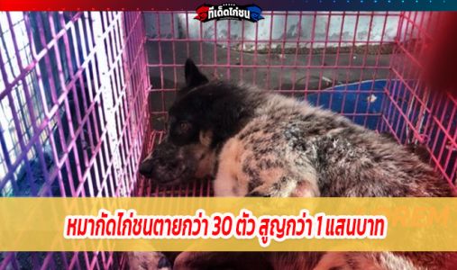 หมากัดไก่ชนตายกว่า 30 ตัว สูญกว่า 1 แสนบาท โดยจับหมาที่กัดไก่ไว้ได้  หมากัดไก่ชนตายกว่า 30 ตัว สูญกว่า 1 แสนบาท โดยจับหมาที่กัดไก่ไว้ได้