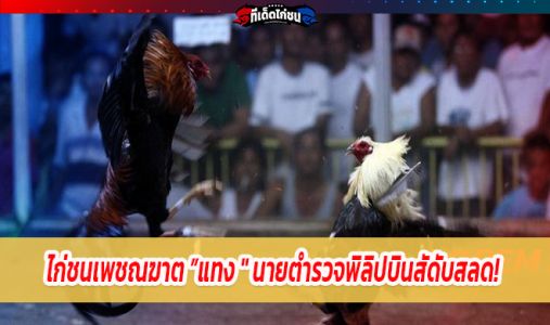 ไก่ชนคร่าชีวิตนายตร.ฟิลิปปินส์ขณะบุกจับ มีดติดเดือยปาดต้นขา ไก่ชนคร่าชีวิตนายตร.ฟิลิปปินส์ขณะบุกจับ มีดติดเดือยปาดต้นขา