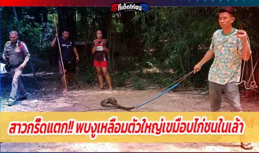 สาวกรี๊ดแตก!! พบงูเหลือมตัวใหญ่เขมือบไก่ชนในเล้า สาวกรี๊ดแตก!! พบงูเหลือมตัวใหญ่เขมือบไก่ชนในเล้า