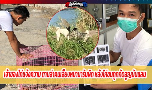 เจ้าของไก่แจ้งความ ตามล่าคนเลี้ยงหมามารับผิด หลังไก่ชนถูกกัดสูญนับแสน เจ้าของไก่แจ้งความ ตามล่าคนเลี้ยงหมามารับผิด หลังไก่ชนถูกกัดสูญนับแสน