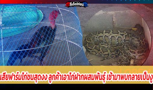 เสี่ยฟาร์มไก่ชนสุดงง ลูกค้าเอาไก่ชั้นดีฝากผสมพันธุ์ เช้ามาพบกลายเป็นงูตัวใหญ่ เสี่ยฟาร์มไก่ชนสุดงง ลูกค้าเอาไก่ชั้นดีฝากผสมพันธุ์ เช้ามาพบกลายเป็นงูตัวใหญ่