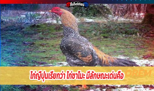 ไก่ญี่ปุ่นเรียกว่า ไก่ซาโมะ มีลักษณะเด่นคือ ไก่ญี่ปุ่นเรียกว่า ไก่ซาโมะ มีลักษณะเด่นคือ