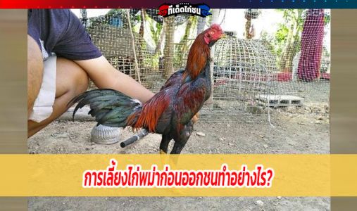 การเลี้ยงไก่พม่าก่อนออกชนทำอย่างไร?