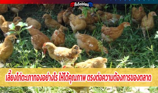 เลือกเลี้ยงไก่ตะเภาทองอย่างไร ให้ได้คุณภาพ ตรงต่อความต้องการของตลาด และขายได้ทุก เลือกเลี้ยงไก่ตะเภาทองอย่างไร ให้ได้คุณภาพ ตรงต่อความต้องการของตลาด และขายได้ทุก