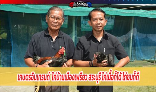 เกษตรอินเทรนด์  ไก่บ้านเมืองเพรียว สระบุรี ไก่เนื้อก็ได้ ไก่ชนก็ดี เกษตรอินเทรนด์  ไก่บ้านเมืองเพรียว สระบุรี ไก่เนื้อก็ได้ ไก่ชนก็ดี