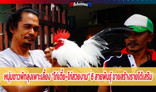 หนุ่มชาวพัทลุงเพาะเลี้ยง “ไก่เตี้ย-ไก่สวยงาม” 6 สายพันธุ์ ขายสร้างรายได้เสริม หนุ่มชาวพัทลุงเพาะเลี้ยง “ไก่เตี้ย-ไก่สวยงาม” 6 สายพันธุ์ ขายสร้างรายได้เสริม