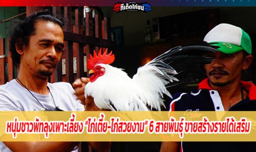 หนุ่มชาวพัทลุงเพาะเลี้ยง “ไก่เตี้ย-ไก่สวยงาม” 6 สายพันธุ์ ขายสร้างรายได้เสริม