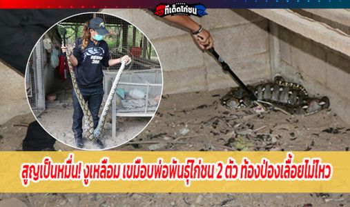 สูญเป็นหมื่น! งูเหลือม เขมือบพ่อพันธุ์ไก่ชน 2 ตัว ท้องป่องเลื้อยไม่ไหว สูญเป็นหมื่น! งูเหลือม เขมือบพ่อพันธุ์ไก่ชน 2 ตัว ท้องป่องเลื้อยไม่ไหว