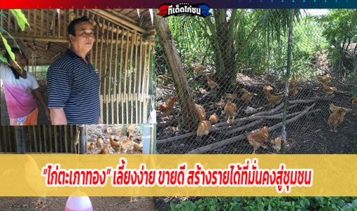 “ไก่ตะเภาทอง” เลี้ยงง่าย ขายดี สร้างรายได้ที่มั่นคงสู่ชุมชน “ไก่ตะเภาทอง” เลี้ยงง่าย ขายดี สร้างรายได้ที่มั่นคงสู่ชุมชน