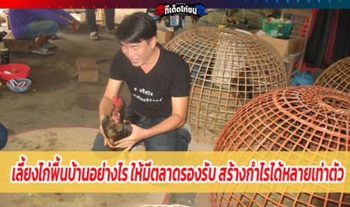 เลี้ยงไก่พื้นบ้านอย่างไร ให้มีตลาดรองรับ สร้างกำไรได้หลายเท่าตัว เลี้ยงไก่พื้นบ้านอย่างไร ให้มีตลาดรองรับ สร้างกำไรได้หลายเท่าตัว