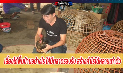 เลี้ยงไก่พื้นบ้านอย่างไร ให้มีตลาดรองรับ สร้างกำไรได้หลายเท่าตัว