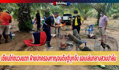 เซียนไก่ชนวงแตก ฝ่ายปกครองกาญจนดิษฐ์บุกจับ แอบเล่นกลางสวนปาล์ม จับได้ 12 คน เซียนไก่ชนวงแตก ฝ่ายปกครองกาญจนดิษฐ์บุกจับ แอบเล่นกลางสวนปาล์ม จับได้ 12 คน