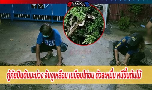 กู้ภัยสาวปีนต้นมะม่วงสูง 10 เมตร จับงูเหลือมยาวกว่า 5 เมตร เขมือบไก่ตัวละหมื่น  กู้ภัยสาวปีนต้นมะม่วงสูง 10 เมตร จับงูเหลือมยาวกว่า 5 เมตร เขมือบไก่ตัวละหมื่น