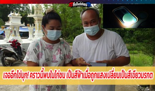 เจออีกไข่มุก! คราวนี้มาแปลกพบในไก่ชน เป็นสีฟ้าเมื่อถูกแสงยังเปลี่ยนเป็นสีเขียว เจออีกไข่มุก! คราวนี้มาแปลกพบในไก่ชน เป็นสีฟ้าเมื่อถูกแสงยังเปลี่ยนเป็นสีเขียว