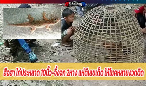 ฮือฮา ไก่ประหลาด 10นิ้ว-จิ้งจก 2หาง แห่ตีเลขเด็ด ให้โชคหลายงวดติด ฮือฮา ไก่ประหลาด 10นิ้ว-จิ้งจก 2หาง แห่ตีเลขเด็ด ให้โชคหลายงวดติด
