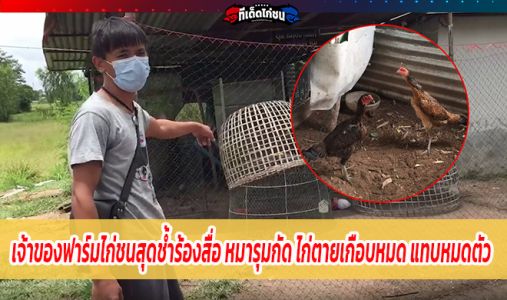เจ้าของฟาร์มไก่ชนสุดช้ำร้องสื่อ หมารุมกัด ไก่ตายเกือบหมด แทบหมดตัว เจ้าของฟาร์มไก่ชนสุดช้ำร้องสื่อ หมารุมกัด ไก่ตายเกือบหมด แทบหมดตัว