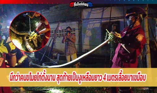 นึกว่าคนขโมยไก่ตั้งนาน สุดท้ายเป็นงูเหลือมยาว 4 เมตรเลื้อยมาเขมือบ นึกว่าคนขโมยไก่ตั้งนาน สุดท้ายเป็นงูเหลือมยาว 4 เมตรเลื้อยมาเขมือบ