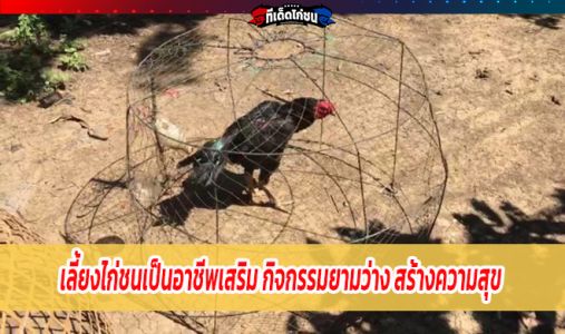 เลี้ยงไก่ชนเป็นอาชีพเสริม กิจกรรมยามว่าง สร้างความสุข