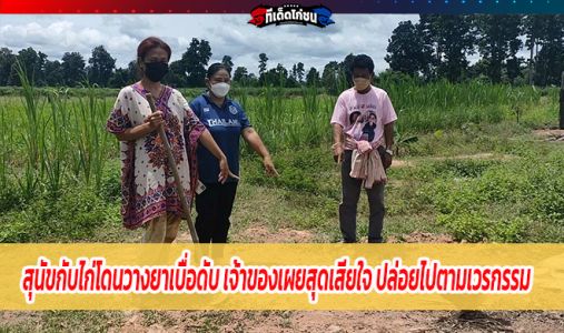 สุนัขกับไก่โดนวางยาเบื่อดับ เจ้าของเผยสุดเสียใจ ปล่อยไปตามเวรกรรม สุนัขกับไก่โดนวางยาเบื่อดับ เจ้าของเผยสุดเสียใจ ปล่อยไปตามเวรกรรม