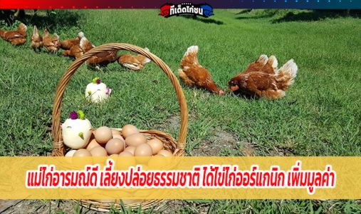 แม่ไก่อารมณ์ดี เลี้ยงปล่อยธรรมชาติ ได้ไข่ไก่ออร์แกนิก เพิ่มมูลค่า แม่ไก่อารมณ์ดี เลี้ยงปล่อยธรรมชาติ ได้ไข่ไก่ออร์แกนิก เพิ่มมูลค่า