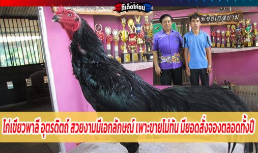 ไก่เขียวพาลี อุตรดิตถ์ สวยงามโดดเด่น มีเอกลักษณ์ เพาะขายไม่ทัน มียอดสั่งจองตลอดท ไก่เขียวพาลี อุตรดิตถ์ สวยงามโดดเด่น มีเอกลักษณ์ เพาะขายไม่ทัน มียอดสั่งจองตลอดท