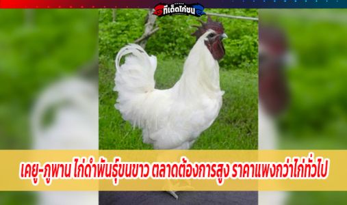 เคยู-ภูพาน ไก่ดำพันธุ์ขนขาว ตลาดมีความต้องการสูง มีราคาแพงกว่าไก่ทั่วไป 