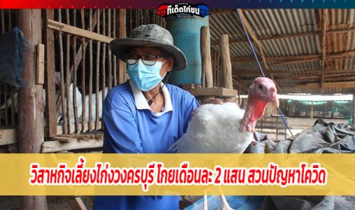 วิสาหกิจเลี้ยงไก่งวงครบุรี โกยเดือนละ 2 แสน สวนปัญหาโควิด วิสาหกิจเลี้ยงไก่งวงครบุรี โกยเดือนละ 2 แสน สวนปัญหาโควิด