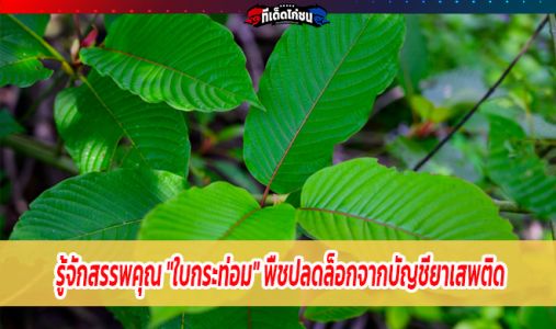 รู้จักสรรพคุณ  รู้จักสรรพคุณ