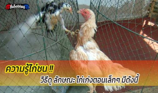 ความรู้ไก่ชน การดูลักษณะไก่เก่งตอนเล็กๆ  ความรู้ไก่ชน การดูลักษณะไก่เก่งตอนเล็กๆ