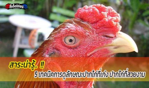 สาระน่ารู้.... 5 เทคนิคการดูลักษณะปากไก่ที่เก่ง ปากไก่ที่สวยงาม สาระน่ารู้.... 5 เทคนิคการดูลักษณะปากไก่ที่เก่ง ปากไก่ที่สวยงาม