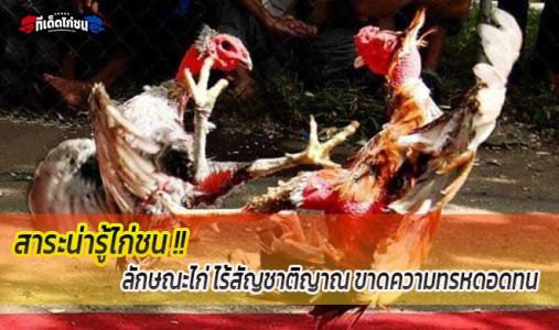 สาระน่ารู้...ลักษณะไก่ ไร้สัญชาติญาณ สาระน่ารู้...ลักษณะไก่ ไร้สัญชาติญาณ