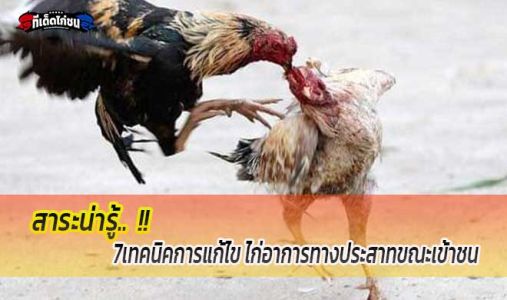 สาระน่ารู้.... 7เทคนิคการแก้ไข ไก่อาการทางประสาทขณะเข้าชน สาระน่ารู้.... 7เทคนิคการแก้ไข ไก่อาการทางประสาทขณะเข้าชน
