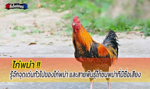 รู้จักจุดเด่นทั่วไปของไก่พม่า และสายพันธุ์ไก่ชนพม่าที่มีชื่อเสียง