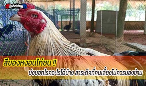 สีของหงอนไก่ชนบ่งบอกโรคอะไรได้บ้าง สาระดีๆที่คนเลี้ยงไม่ควรมองข้าม สีของหงอนไก่ชนบ่งบอกโรคอะไรได้บ้าง สาระดีๆที่คนเลี้ยงไม่ควรมองข้าม