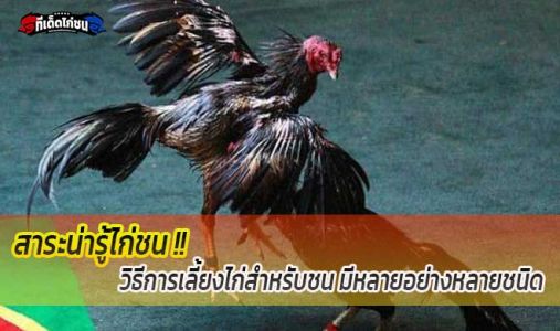 สาระน่ารู้...วิธีการเลี้ยงไก่สำหรับชน มีหลายอย่างหลายชนิด สาระน่ารู้...วิธีการเลี้ยงไก่สำหรับชน มีหลายอย่างหลายชนิด